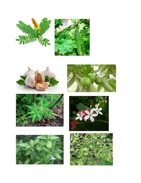 gamot na pampatapang ng manok|Halamang Gamot: 17 Halamang Gamot Sa Pilipinas Para Iba't .